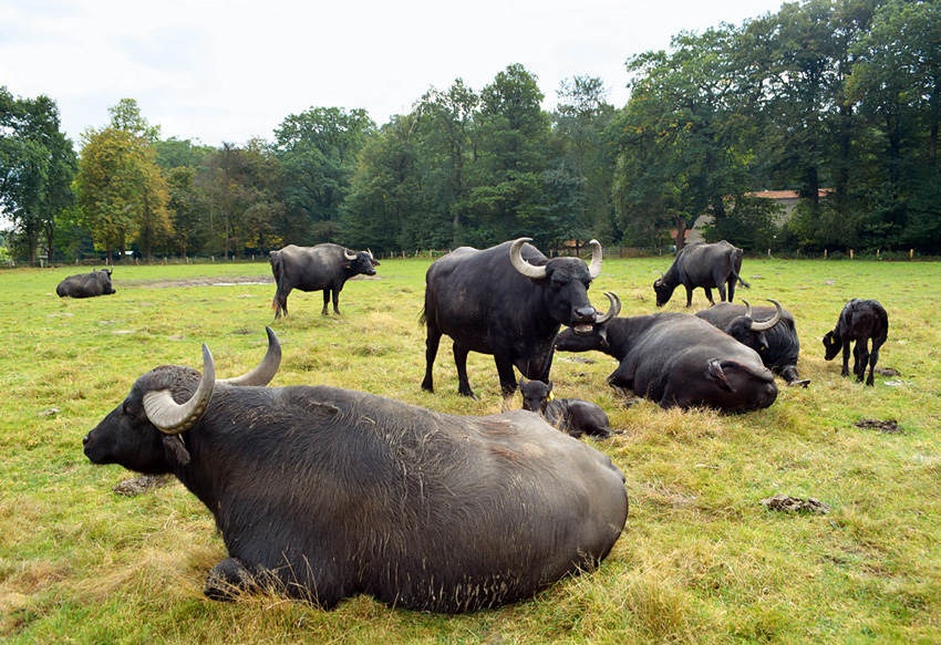 Wasserbüffel auf der Bio-Büffel-Farm